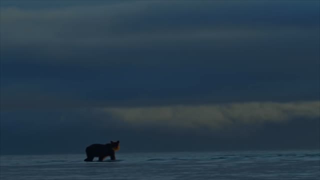 Медведи Камчатки. Начало жизни